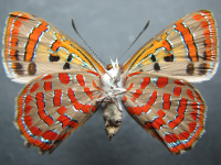 Adult, female, underside: Moonlight Jewel (Hypochrysops delicia duaringae)
