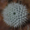 Egg, egg: Moonlight Jewel (Hypochrysops delicia duaringae)