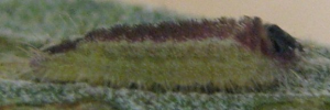 Early instar larva, side view: Moonlight Jewel (Hypochrysops delicia duaringae)