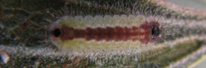 Early instar larva, top view: Moonlight Jewel (Hypochrysops delicia duaringae)