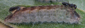 Final instar larva, side view: Moonlight Jewel (Hypochrysops delicia duaringae)