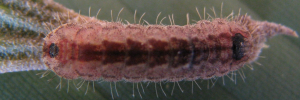Final instar larva, top view: Moonlight Jewel (Hypochrysops delicia duaringae)