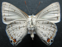 Adult, male, underside: Silky Jewel (Hypochrysops digglesii)