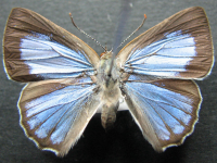 Adult, female, upperside: Silky Jewel (Hypochrysops digglesii)