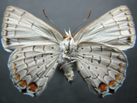 Adult, female, underside: Silky Jewel (Hypochrysops digglesii)