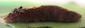 Final instar larva, side view: Silky Jewel (Hypochrysops digglesii)