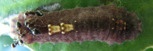 Final instar larva, top view: Silky Jewel (Hypochrysops digglesii)