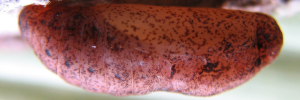 Pupa, side view: Silky Jewel (Hypochrysops digglesii)