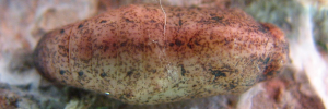 Pupa, top view: Silky Jewel (Hypochrysops digglesii)