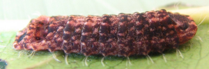 Final instar larva, side view: Amethyst Jewel (Hypochrysops elgneri barnardi)