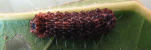 Final instar larva, top view: Amethyst Jewel (Hypochrysops elgneri barnardi)