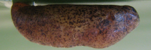 Pupa, side view: Amethyst Jewel (Hypochrysops elgneri barnardi)