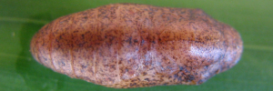 Pupa, top view: Amethyst Jewel (Hypochrysops elgneri barnardi)