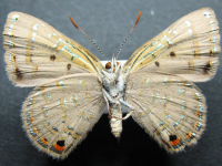 Adult, male, underside: Mangrove Jewel (Hypochrysops epicurus)