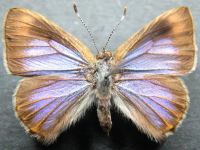 Adult, female, upperside: Mangrove Jewel (Hypochrysops epicurus)