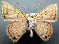 Adult, female, underside: Mangrove Jewel (Hypochrysops epicurus)