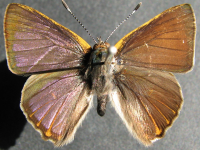 Adult, male, upperside: Mangrove Jewel (Hypochrysops epicurus)