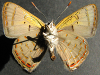 Adult, male, underside: Mangrove Jewel (Hypochrysops epicurus)