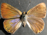 Adult, female, upperside: Mangrove Jewel (Hypochrysops epicurus)