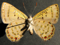 Adult, female, underside: Mangrove Jewel (Hypochrysops epicurus)