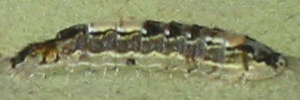 Final instar larva, side view: Mangrove Jewel (Hypochrysops epicurus)
