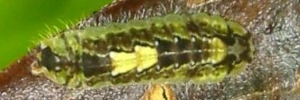 Final instar larva, top view: Mangrove Jewel (Hypochrysops epicurus)
