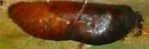 Pupa, side view: Mangrove Jewel (Hypochrysops epicurus)