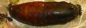 Pupa, top view: Mangrove Jewel (Hypochrysops epicurus)