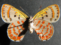 Adult, female, underside: Fiery Jewel (Hypochrysops ignita chrysonotus)