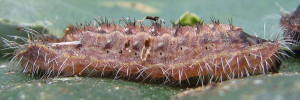 Final instar larva, side view: Fiery Jewel (Hypochrysops ignita chrysonotus)