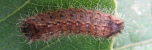 Final instar larva, top view: Fiery Jewel (Hypochrysops ignita chrysonotus)