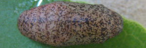 Pupa, top view: Fiery Jewel (Hypochrysops ignita chrysonotus)