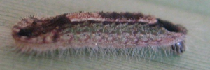 Early instar larva, side view: Coral Jewel (Hypochrysops miskini miskini)