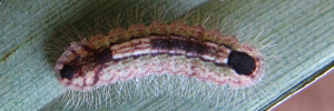 Early instar larva, top view: Coral Jewel (Hypochrysops miskini miskini)