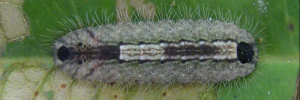 Final instar larva, top view: Coral Jewel (Hypochrysops miskini miskini)