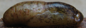 Pupa, side view: Coral Jewel (Hypochrysops miskini miskini)