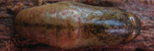 Pupa, top view: Coral Jewel (Hypochrysops miskini miskini)