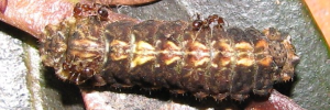 Final instar larva, top view: Narcissus Jewel (Hypochrysops narcissus narcissus)