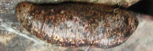 Pupa, side view: Narcissus Jewel (Hypochrysops narcissus narcissus)
