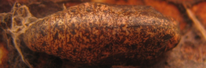 Pupa, top view: Narcissus Jewel (Hypochrysops narcissus narcissus)
