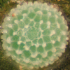 Egg, egg: Royal Jewel (Hypochrysops polycletus rovena)