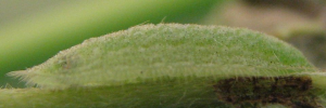 Early instar larva, side view: Royal Jewel (Hypochrysops polycletus rovena)