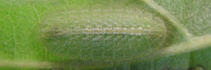 Early instar larva, top view: Royal Jewel (Hypochrysops polycletus rovena)