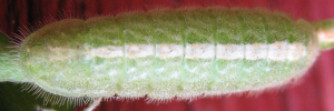 Final instar larva, top view: Royal Jewel (Hypochrysops polycletus rovena)