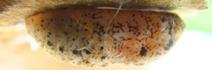 Pupa, side view: Royal Jewel (Hypochrysops polycletus rovena)