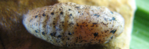 Pupa, top view: Royal Jewel (Hypochrysops polycletus rovena)