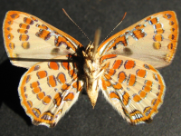 Adult, female, underside: Peacock Jewel (Hypochrysops pythias euclides)