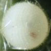 Egg, egg: Peacock Jewel (Hypochrysops pythias euclides)