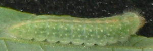 Early instar larva, side view: Peacock Jewel (Hypochrysops pythias euclides)