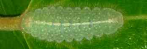 Early instar larva, top view: Peacock Jewel (Hypochrysops pythias euclides)
